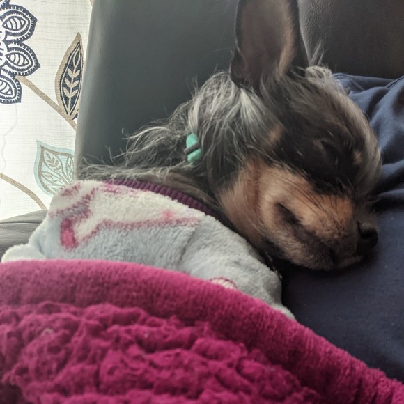 Meet your Posher, Ginger - Picture 1 of 1